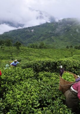 Darjeeling