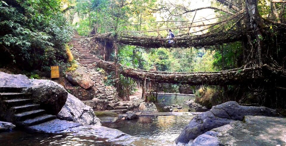 Double Decker Living Root Bridge Meghalya