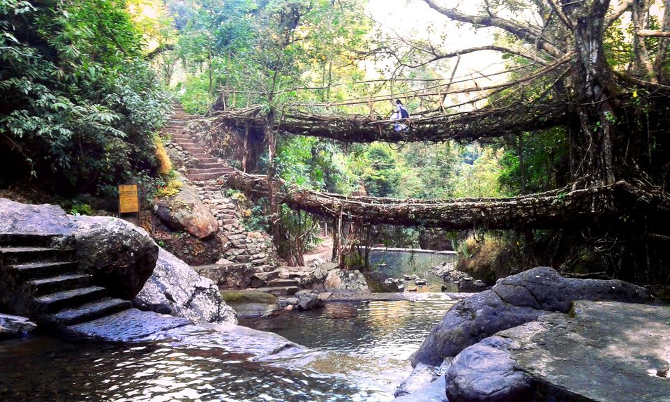 Double Decker Living Root Bridge Meghalya