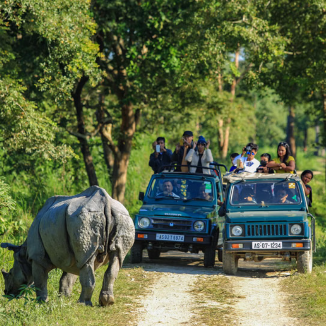 Jeep Safari in Kaziranga National Park